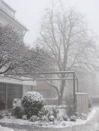 Lindenbaum im Winter 3